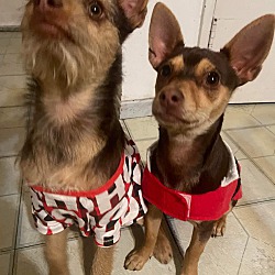 Photo of Minnie and her brother Cosmo