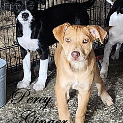 Thumbnail photo of Percy~adopted! #2