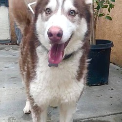 Dog for adoption - Kilo, an Alaskan Malamute Mix in Titusville, FL