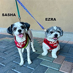 Photo of Ezra & Sasha *ADOPTION PENDNG*