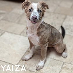 Photo of YAIZA