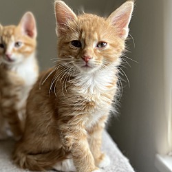 Thumbnail photo of Oliver - baby orange Tabby! #2