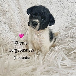 Thumbnail photo of Xtreme Gorgeousness #1