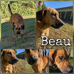 Thumbnail photo of Beau #1