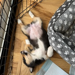 Thumbnail photo of Charley the cutest Corgi! #2