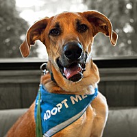 adopt a pet