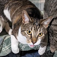 adopt a pet