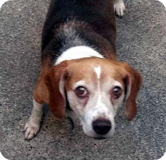 Houston, TX - Beagle. Meet Georgie a Pet for Adoption.