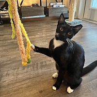 adopt a pet