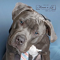 adopt a pet