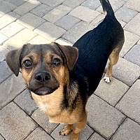adopt a pet