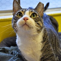 adopt a pet