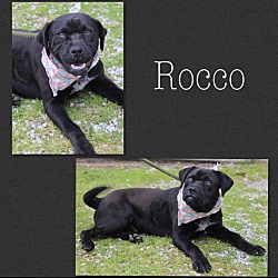 Photo of Rocco