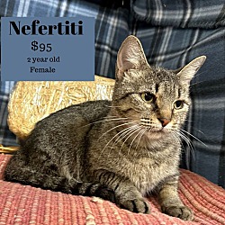 Photo of Nefertitti
