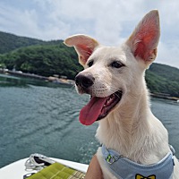adopt a pet