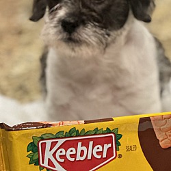 Photo of Keebler (located in CT)