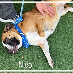 Thumbnail photo of NICO #3