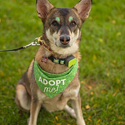 Thumbnail photo of Faris (Foster-to-Adopt) #1