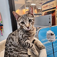 adopt a pet