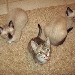 Thumbnail photo of 5 Kittens #3