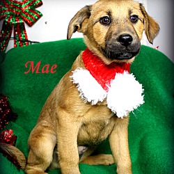 Thumbnail photo of Mae~adopted! #4