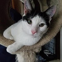Forgotten Cats In Greenville Delaware