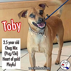 Thumbnail photo of Toby #1
