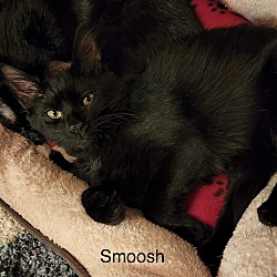 Photo of Smoosh