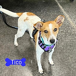 Photo of Tico