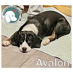Photo of Avalon