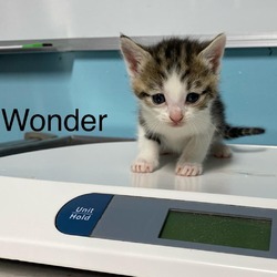 Thumbnail photo of Wonder #1