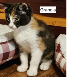 Thumbnail photo of Granola #1