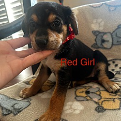 Photo of Red Girl