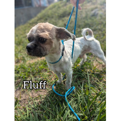 Thumbnail photo of Fluff #1