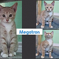 Thumbnail photo of Megatron #2