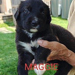 Thumbnail photo of Maggie #4