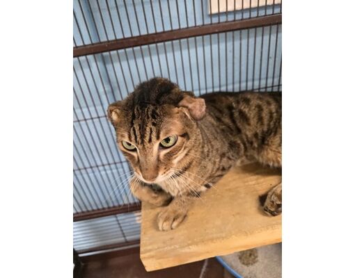 Franklinton, LA - Domestic Shorthair. Meet theo a Pet for Adoption ...