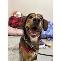 adopt-pet