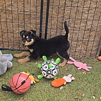 adopt a pet