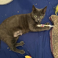 adopt a pet