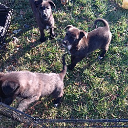 Thumbnail photo of German Shepherd Puppies #2
