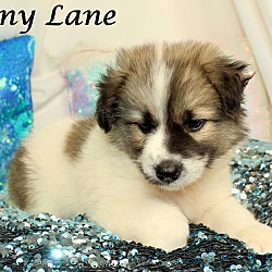 Thumbnail photo of Penny Lane~adopted! #2
