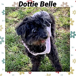 Photo of Dottie Belle