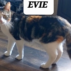 Thumbnail photo of EVIE #4