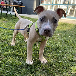 Photo of Beau