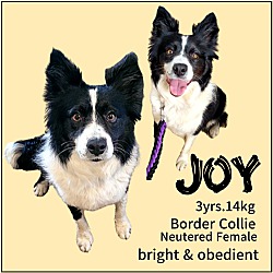 Photo of Joy(H)