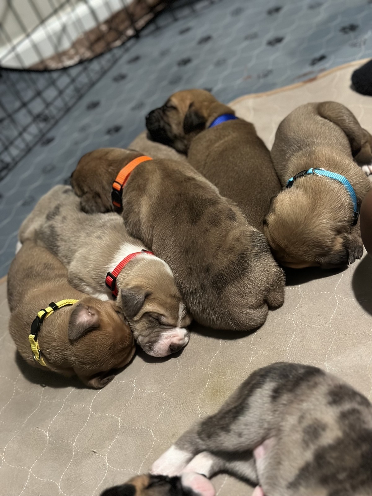 Adopt St. Danes a Black with Brown, Red, Golden, Orange or Chestnut