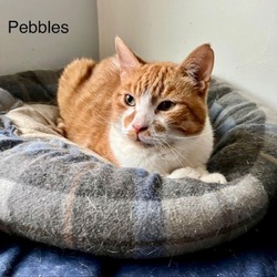 Thumbnail photo of Pebbles 4 #1