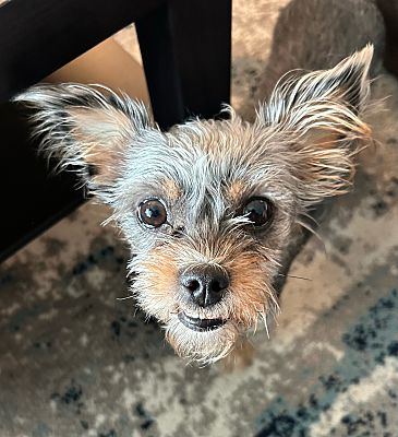 San Diego, CA - Chihuahua/Yorkie, Yorkshire Terrier. Meet Collette a ...