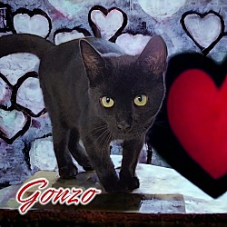 Thumbnail photo of Gonzo #4